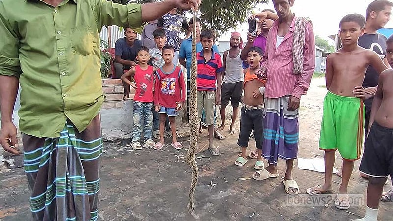 ফরিদপুরের দুর্গম চরাঞ্চলের বাদাম ক্ষেতে রাসেলস ভাইপারটিকে পেয়ে তাকে পিটিয়ে হত্যা করেন এই চাষি।