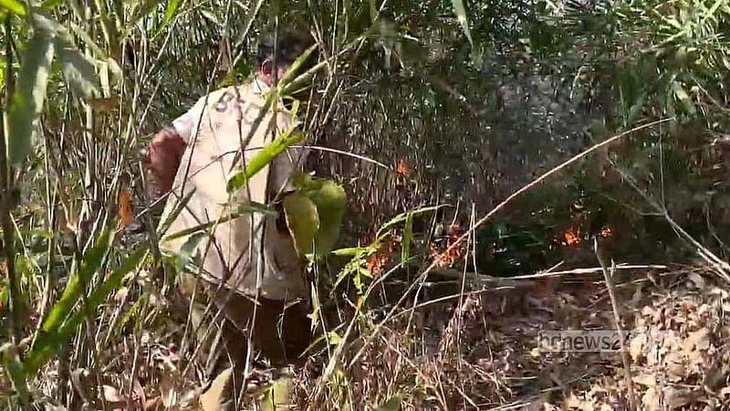 খবর পেয়ে বন বিভাগ ও ফায়ার সার্ভিসের কর্মীরা দ্রুত ঘটনাস্থলে গিয়ে আগুন নিয়ন্ত্রণে আনে।