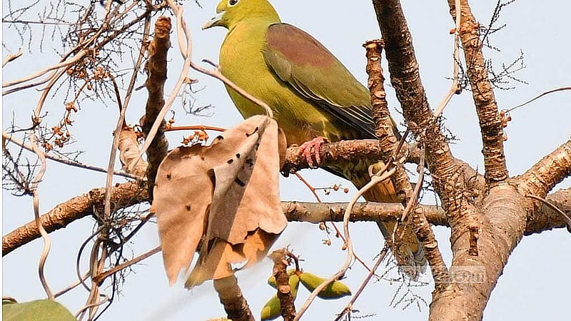 উদালের ডালে গেঁজলেজ হরিয়াল।