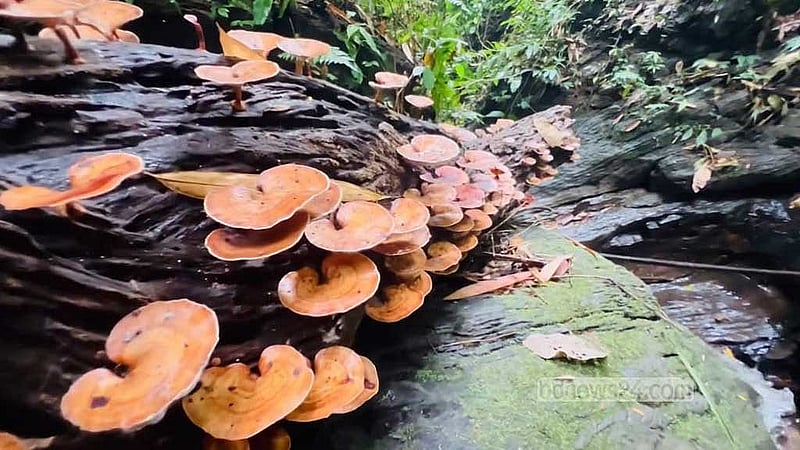 বড় কাঙড়াখাইয়া বনের ঝিরিতে পড়ে থাকা গাছে জন্ম নিয়েছে প্রাকৃতিক মাশরুম। জলের প্রবাহ থাকায় এটি সম্ভব হয়েছে। 