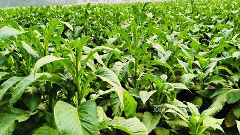 লালমনিরহাটের একটি তামাক ক্ষেত। 