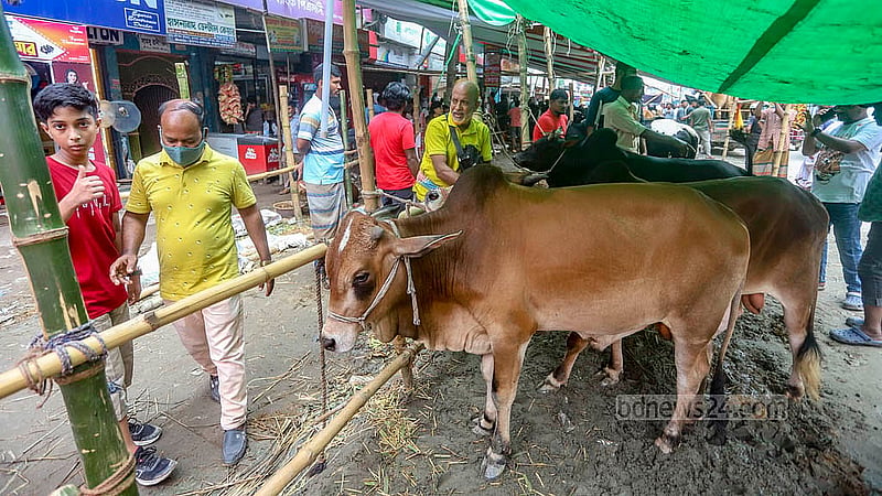 ঢাকার কেরানীগঞ্জের হাসনাবাদ এলাকায় শুক্রবার অস্থায়ী কোরবানির পশুর হাটে গরু দেখছেন ক্রেতারা।  ছবি: আব্দুল্লাহ আল মমীন