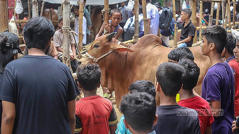 রাজধানীর পোস্তগোলা শ্মশানঘাট হাটে আনা গরু ঘিরে উৎসুক মানুষের ভিড়। ছবি: আব্দুল্লাহ আল মমীন