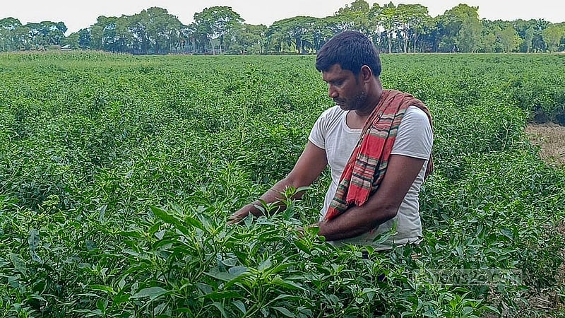 মানিকগঞ্জের হরিরামপুরে একটি ক্ষেত থেকে মরিচ তুলছেন এক কৃষক। ছবি: মাহিদুল ইসলাম মাহি