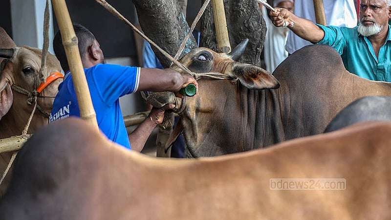 রাজধানীর পোস্তগোলা শ্মশানঘাট হাটে একটি গরুকে ওষুধ খাওয়াচ্ছেন পরিচর্যাকারীদের একজন।  ছবি: আব্দুল্লাহ আল মমীন