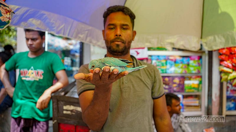 রাজধানীর মিরপুর-১ নম্বরে পাখির হাটে আনা হয়েছে ‘মালাবার টিয়া’ পাখির ছানা, বিক্রেতা যার দাম হাঁকছেন ২০ হাজার টাকা