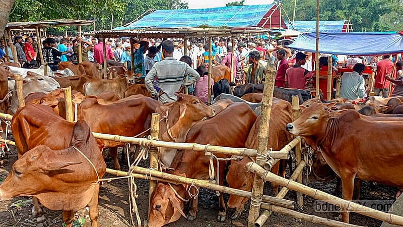 দিনাজপুরে কোরবানির পশুর হাটগুলোতে বড় গরুর চেয়ে ছোট ও মাঝারি আকারের গরুর চাহিদা বেশি, বলছেন বিক্রেতারা।