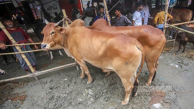 ঢাকার কেরানীগঞ্জের হাসনাবাদ এলাকায় শুক্রবার অস্থায়ী কোরবানির পশুর হাটে ক্রেতার তুলনায় পশু ছিল বেশি, তাই দাম ছিল অনেকটা কম।  ছবি: আব্দুল্লাহ আল মমীন