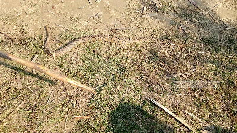 গত এক দশকে সাপটি ২৬ থেকে ২৭ জেলায় ছড়ানোর তথ্য মিলেছে। এই সংখ্যাটি কেবল বাড়ছে। বিশেষ করে পদ্মা অববাহিকায় এর প্রকোপ বেশি। 