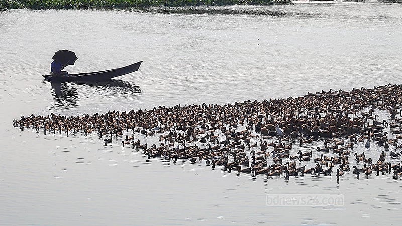 সাত-সকালে বিলে প্রায় এক হাজার হাঁস নিয়ে আসেন সাইফুদ্দিন; হাঁসের খাওয়া আর চষে বেড়ানো শেষ হলে বিকালে সেগুলো নিয়ে বাড়ি ফেরেন। ছবি: আব্দুল্লাহ আল মমীন