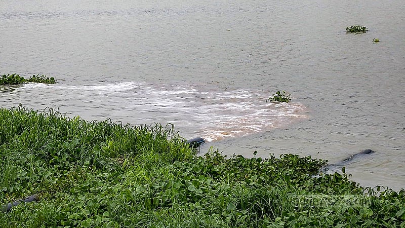 হেমায়েতপুরে চামড়া শিল্পনগরীর ট্যানারির বর্জ্য থেকে নির্গত পানি পরিশোধন ছাড়াই ফেলা হচ্ছে ধলেশ্বরী নদীতে। ছবি: মাহমুদ জামান অভি