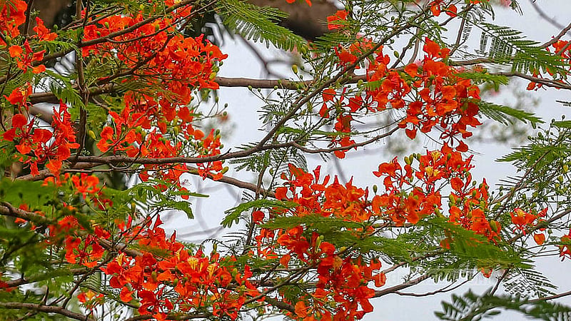 গ্রীষ্মের দাবদাহের মাঝে রঙ ছড়াচ্ছে কৃষ্ণচুড়া। ঢাকা বিশ্ববিদ্যালয়ে রয়েছে অনেক কৃষ্ণচুড়া গাছ।  ছবি: আব্দুল্লাহ আল মমীন