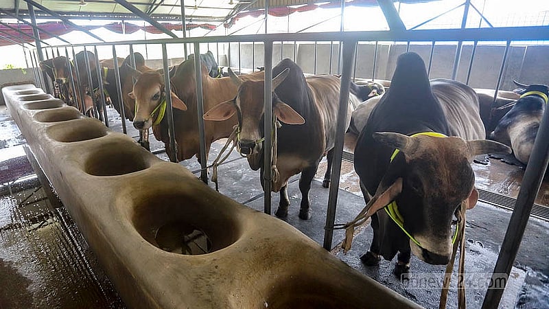 রাজধানীর রামপুরায় সামারাই ক্যাটেল ফার্মে রয়েছে প্রায় ১২০টি গরু-মহিষ।  ছবি: আব্দুল্লাহ আল মমীন