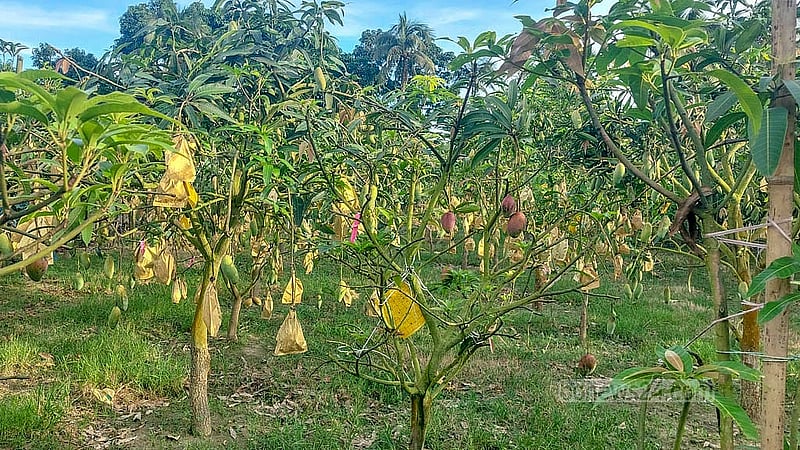 চাঁদপুর সদর উপজেলার শাহতলী এলাকায় ডাকাতিয়া নদীর পাড়ে পরিত্যক্ত ইটভাটার জমিতে কৃষি উদ্যোক্তা হেলাল উদ্দিনের গড়ে তোলা আমের বাগান। ছবি: শোভন আল ইমরান