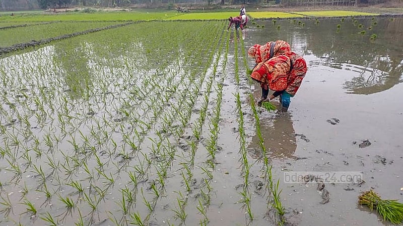 বোরো ধান চাষাবাদের সময় হওয়ায় শীত উপেক্ষা করেই মাঠে নেমেছেন গোপালগঞ্জের কৃষকরা। প্রচণ্ড ঠান্ডার কারণে ধান রোপণে বয়স্কদের মাঠে নামতে নিষেধ করছে কৃষি বিভাগ