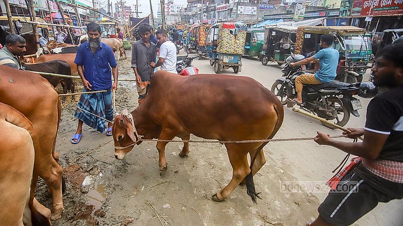ঢাকার কেরানীগঞ্জের হাসনাবাদ এলাকায় শুক্রবার অস্থায়ী কোরবানির পশুর হাটে ক্রেতার তুলনায় পশু ছিল বেশি, তাই দাম ছিল অনেকটা কম।  ছবি: আব্দুল্লাহ আল মমীন