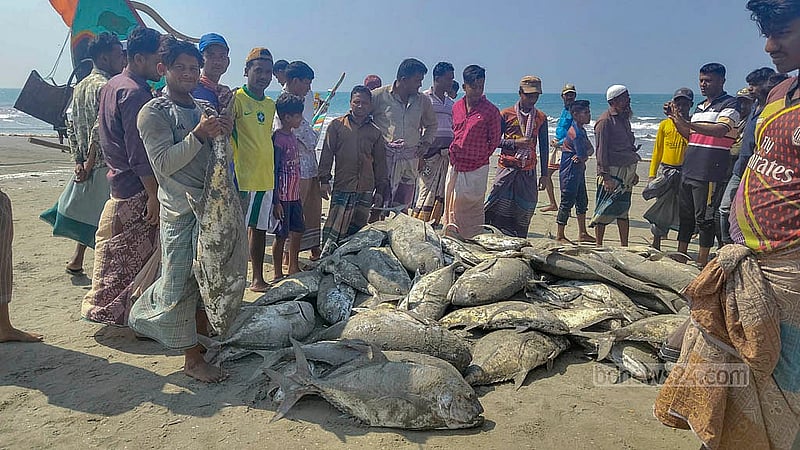 শাহপরীর দ্বীপ এলাকা সাগরে শুক্রবার এরশাদুল্লাহ মাঝির জালে ওঠা ‘নাগু মাছ’ দেখতে ভিড় করেন স্থানীয় বাসিন্দারা