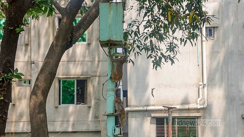 বৈশাখের তাপপ্রবাহে পুরান ঢাকার গেন্ডারিয়ায় সাধনা ঔষধালয়ের বানররা অবস্থান নিয়েছে পার্শ্ববর্তী কবরস্থানের গাছের ছায়ায়