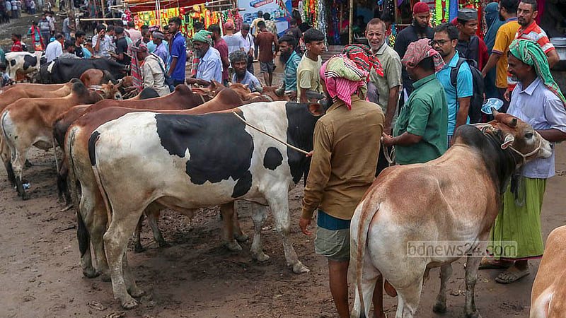 রাজধানীর গাবতলী হাটে শুক্রবার গরু দেখছেন ক্রেতারা।   ছবি: শামীম-উস-সালেহীন