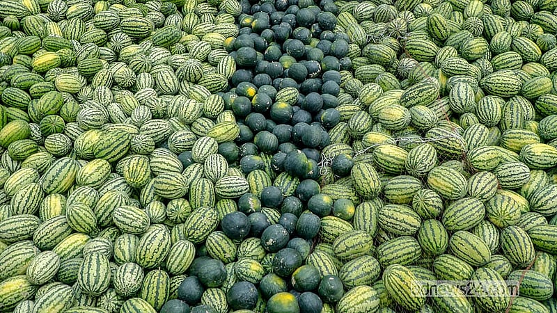 পুরান ঢাকার ওয়াইজঘাটে আকারভেদে একশ তরমুজ পাইকারিতে বিক্রি হচ্ছে ৫ হাজার থেকে ৩০ হাজার টাকা পর্যন্ত।  ছবি: আব্দুল্লাহ আল মমীন