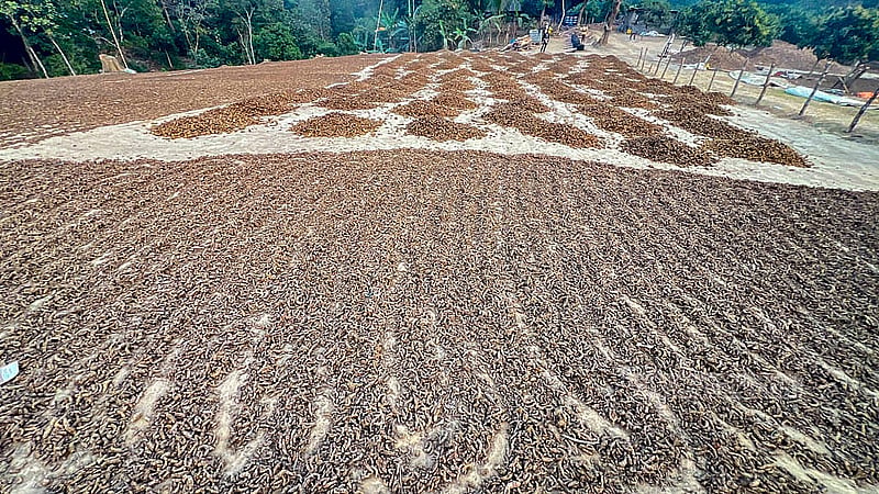 খাগড়াছড়ির রামগড়ের মাহবুবনগর এলাকায় শুকানো হচ্ছে সেদ্ধ করা হলুদ। ছবি: সমির মল্লিক