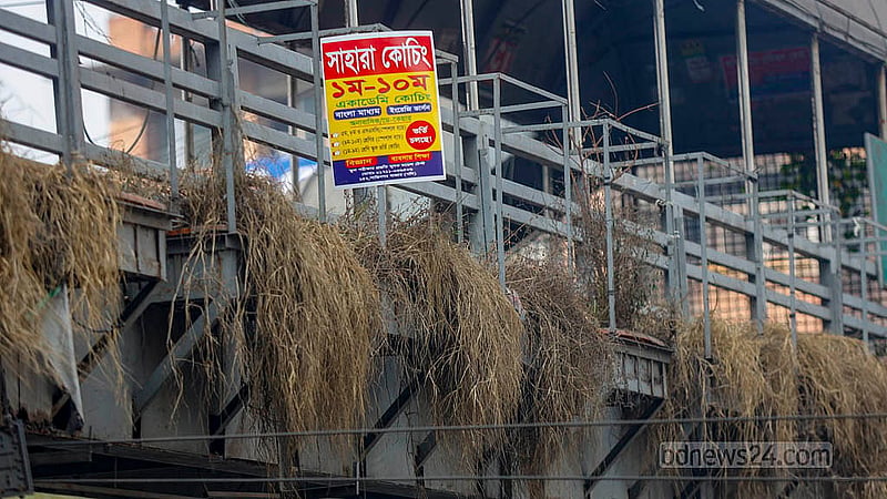 মরছে কাকরাইলের ফুটওভার ব্রিজের সৌন্দর্যবর্ধক গাছ। ফুটওভার ব্রিজে থাকা টবগুলো দেখলে বোঝা যায়, দীর্ঘ সময় এগুলোর কোনো পরিচর্যা হয়নি। ছবি: মাহমুদ জামান অভি