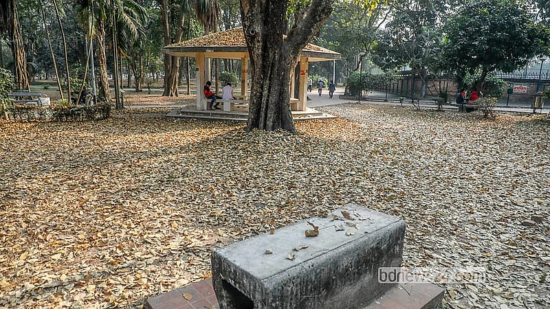 শীতের শেষ দিকে পাতা ঝরছে রমনা পার্কে। প্রকৃতি যেন হলদে চাদর বিছিয়ে দিচ্ছে