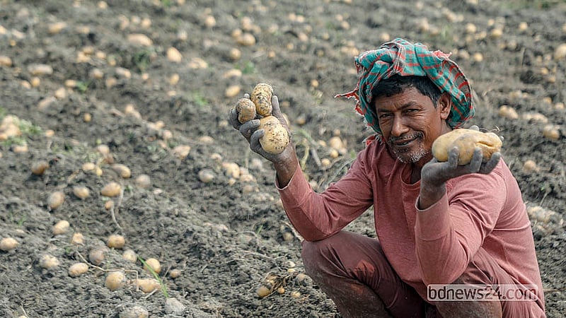 মুন্সীগঞ্জের সিরাজদিখান উপজেলার তিনগাঁও এলাকায় ক্ষেত থেকে আলু তুলে দেখাচ্ছেন এক শ্রমিক