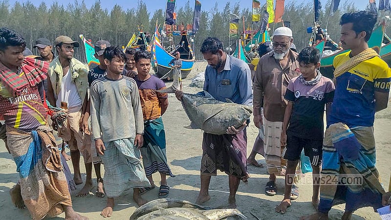 শাহপরীর দ্বীপ এলাকায় সাগরে শুক্রবার এরশাদুল্লাহ মাঝির জালে ধরা পড়ে ১২০ টি ‘নাগু মাছ’। ১৫টি মাছ শ্রমিকদের বিলি করে বাকিগুলো বিক্রি করা হয়