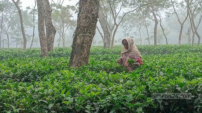 শীত উপেক্ষা করেই কাজে যোগ দিতে হচ্ছে চা শ্রমিকসহ নিম্ন আয়ের মানুষদের। শ্রীমঙ্গলে তাপমাত্রা নেমেছে ৭ ডিগ্রিতে