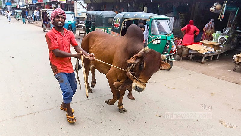 রাত পোহালেই কোরবানির ঈদ। হাট থেকে গরু কিনে ফিরছেন একজন। শুক্রবার ঢাকার কেরানীগঞ্জের হাসনাবাদ এলাকা থেকে তোলা।  ছবি: আব্দুল্লাহ আল মমীন