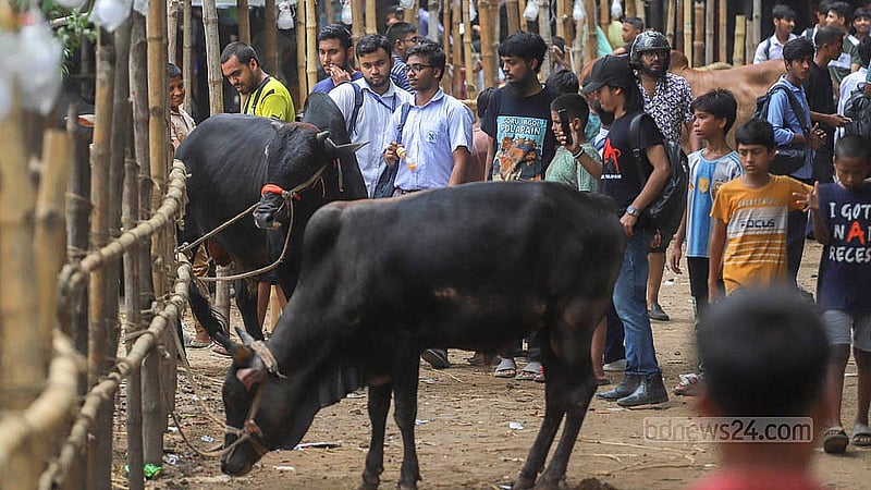 রাজধানীর পোস্তগোলা শ্মশানঘাট হাটে আনা গরু ঘিরে উৎসুক মানুষের ভিড়। ছবি: আব্দুল্লাহ আল মমীন