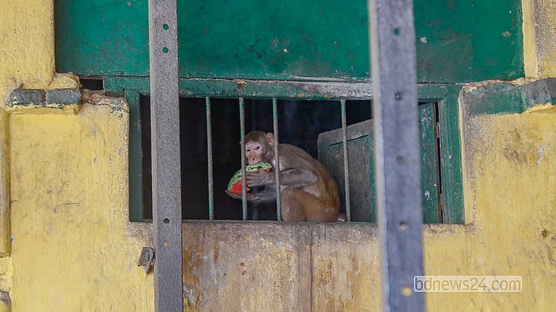 পুরান ঢাকার গেন্ডারিয়ায় পথচারী কিংবা স্থানীয় বাসিন্দারা গরমের মধ্যে বানরদের তরমুজ ও অন্যান্য ফলমূল সরবরাহ করছেন