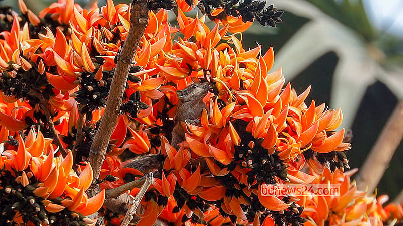 ঢাকা বিশ্ববিদ্যালয়ের শহীদুল্লাহ হল পুকুরপাড়ের পলাশের ডালে ঘুরে বেড়াচ্ছে কাঠবিড়ালি
