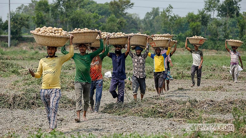 মুন্সীগঞ্জের সিরাজদিখান উপজেলার মধ্যপাড়া এলাকার ক্ষেত থেকে আলু নিয়ে ফিরছেন শ্রমিকরা। একজন শ্রমিকদের আলু তোলার দৈনিক মজুরি এক হাজার টাকা; সঙ্গে তিন বেলার খাবারও আছে