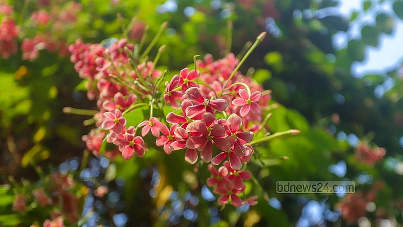 মধুমালতী বা মধুমঞ্জরী ফুল ফোটে গ্রীষ্ম ও বর্ষায়।  ছবি: আব্দুল্লাহ আল মমীন