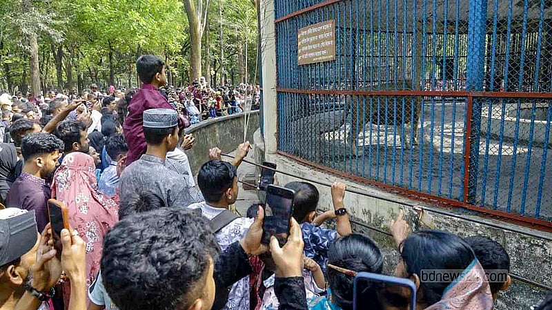 ঢাকার মিরপুর চিড়িয়াখানায় রোববার সিংহের খাঁচার আশপাশে দর্শনার্থীদের আনাগোনা ছিল বেশি।  ছবি: আব্দুল্লাহ আল মমীন