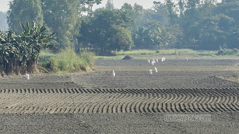 মুন্সীগঞ্জের শ্রীনগর উপজেলার সিংপাড়া এলাকায় ক্ষেতের মধ্যে আলু বীজের বস্তার সারি। রোপণের জন্য আনা হয়েছে এসব আলু