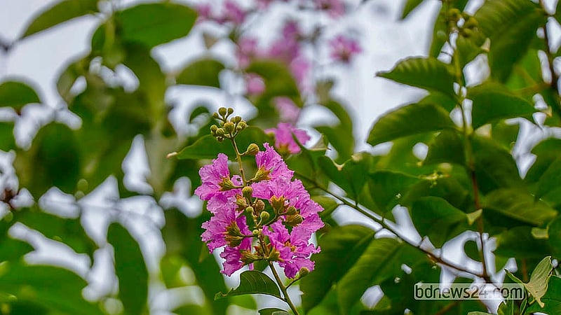 রমনা পার্কে বেগুনি রঙ ছড়াচ্ছে জারুল ফুল