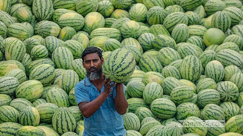 পটুয়াখালী থেকে ট্রলারে ওয়াইজঘাটে নিয়ে আসা তরমুজ দেখাচ্ছেন এক চাষী। ছবি: আব্দুল্লাহ আল মমীন
