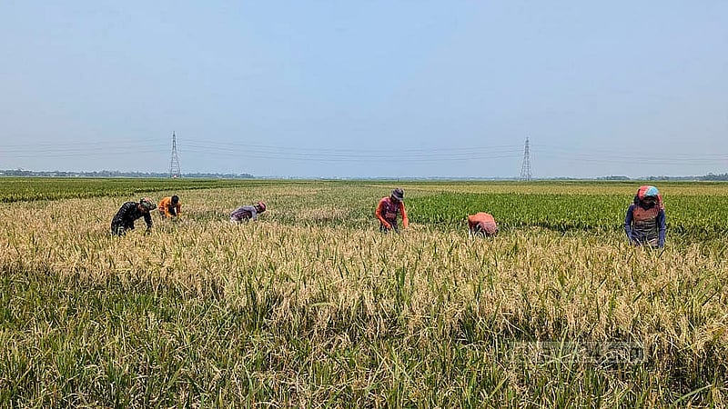 সুনামগঞ্জের হাওরে যেসব ক্ষেতে ধান পেকেছে, সেগুলো কেটে ফেলছেন কৃষকেরা। ছবি: শামীম শামস