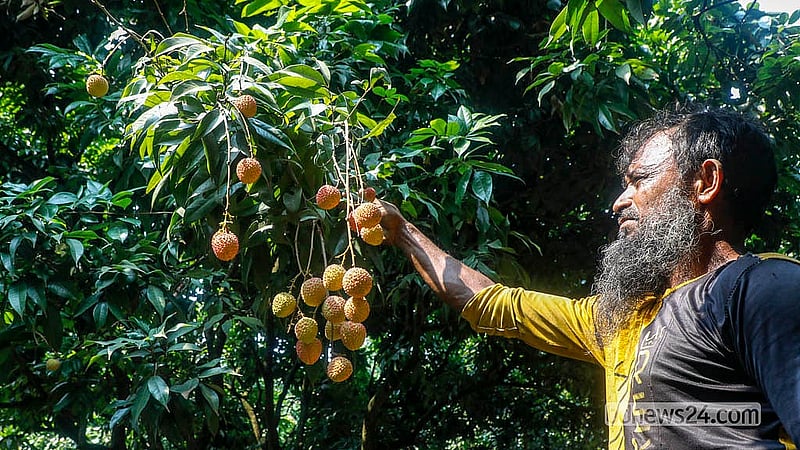 নারায়ণগঞ্জের সোনারগাঁওয়ের একটি বাগানে লিচু গাছ পরিচর্যা করছে একজন। স্থানীয় চাষিরা বলছেন, এবার লিচুর ফলন প্রত্যাশিত হয়নি