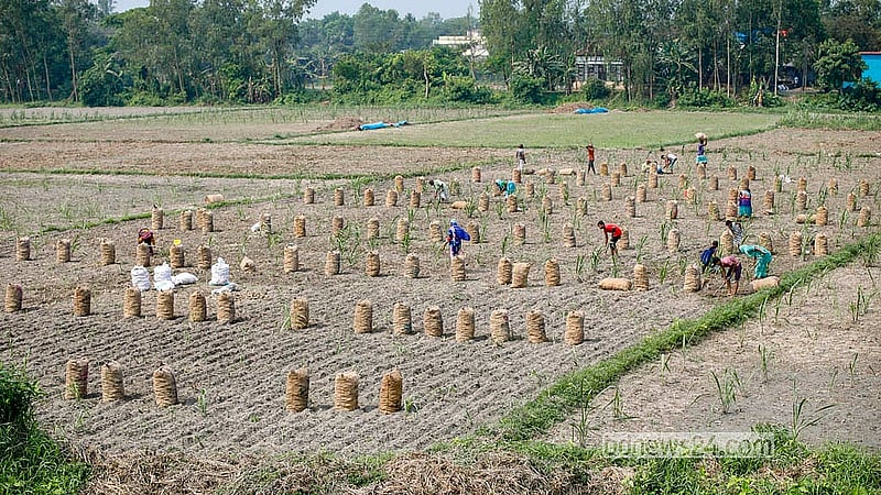 মুন্সীগঞ্জের শ্রীনগর উপজেলার বীরতারা এলাকায় প্রতি মৌসুমে বিস্তীর্ণ জমিতে আলুর আবাদ হয়। এবার ফলন ভালো হওয়ার কথা বলেছেন স্থানীয় চাষীরা