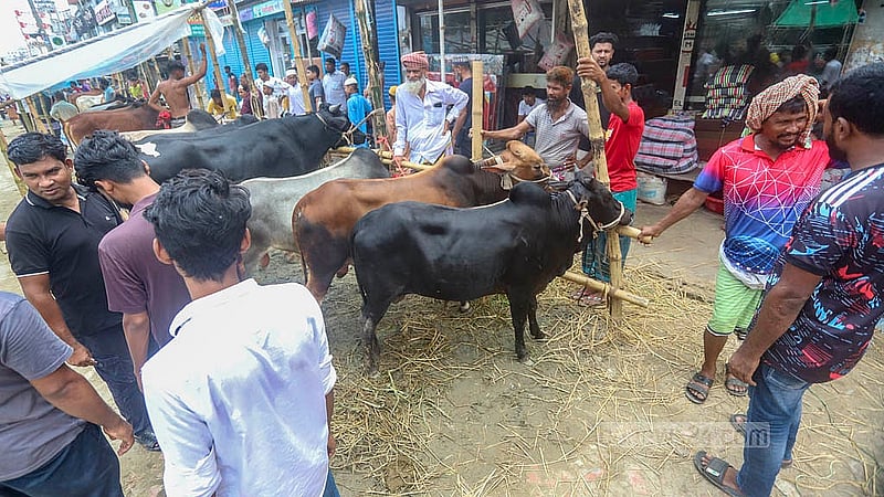 ঢাকার কেরানীগঞ্জের হাসনাবাদ এলাকায় শুক্রবার অস্থায়ী কোরবানির পশুর হাটে গরু দেখছেন ক্রেতারা।  ছবি: আব্দুল্লাহ আল মমীন