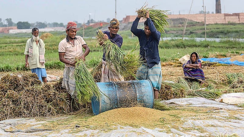 ক্ষেতের মধ্যেই উঁচু জায়গায় ধান মাড়াইয়ের কাজে ব্যস্ত ঢাকার কেরাণীগঞ্জের কৃষকরা। ছবি: আব্দুল্লাহ আল মমীন