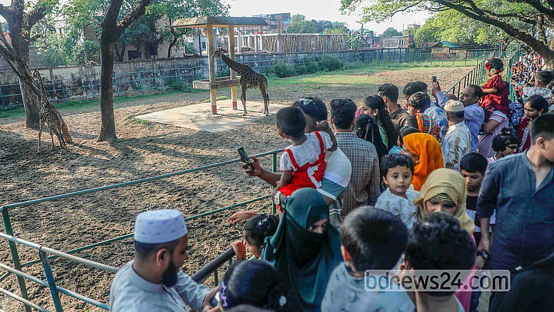রোজার ঈদের পরদিন রোববার জাতীয় চিড়িয়াখানায় জিরাফ দেখতে মানুষের ভিড়। ছবি: আব্দুল্লাহ আল মমীন