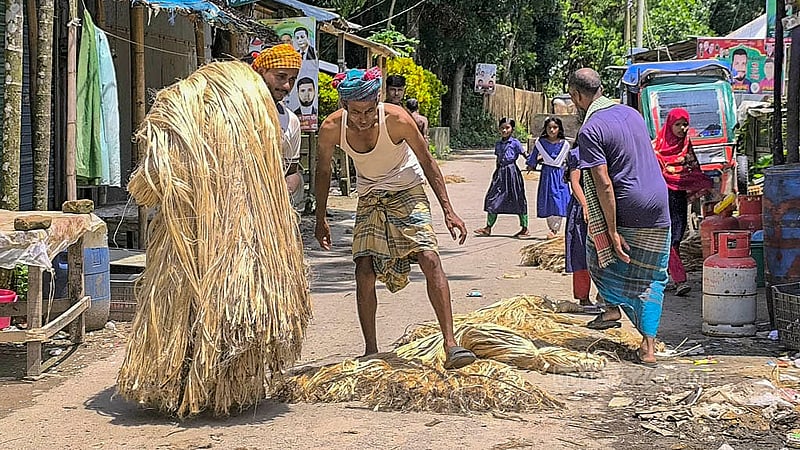 বিক্রির জন্য প্রস্তুত করা হচ্ছে সোনালি আঁশ পাট। মাদারীপুর সদর উপজেলায় এবার প্রতি মণ পাট বিক্রি হচ্ছে সাড়ে ৩ হাজার টাকা থেকে ৪ হাজার টাকায়। ছবি: রিপন চন্দ্র মল্লিক