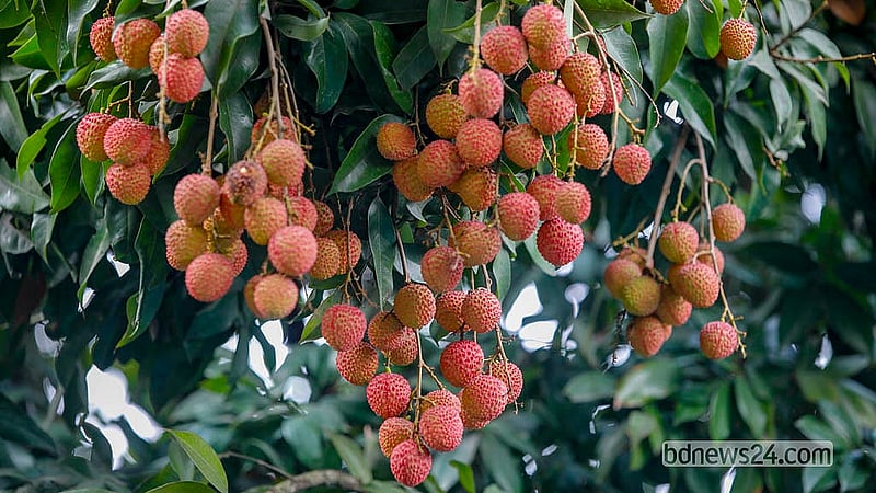 গাছে গাছে ঝুলছে পাকা লিচু। নারায়ণগঞ্জের সোনারগাঁওয়ের পানাম গাবতলী এলাকা থেকে তোলা