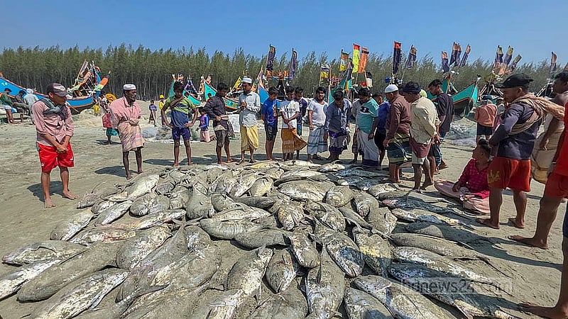 শাহপরীর দ্বীপ এলাকায় সাগরে শুক্রবার সকালে এরশাদুল্লাহ মাঝির জালে ১২০টি ‘নাগু মাছ’ ধরা পড়ে। এর মধ্যে ১০৫টি মাছ সাড়ে ৫ লাখ টাকায় বিক্রি হয়েছে
