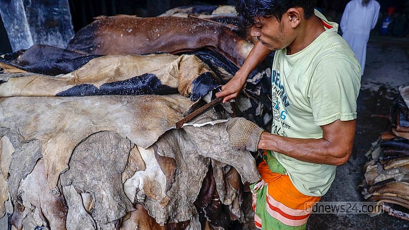 লবণ দিয়ে সংরক্ষণ করা নতুন চামড়া ট্রাক থেকে নামিয়ে কেটে ফেলা হচ্ছে মাথা ও কানের অংশ, এর পরেই চামড়া যাবে সংরক্ষণের পরের ধাপে। ছবি: মাহমুদ জামান অভি